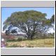 Falls Creek - Tree (3).jpg